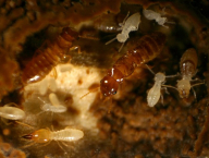 Prorhinotermes simplex (Rhinotermitidae), mladá laboratorní kolonie